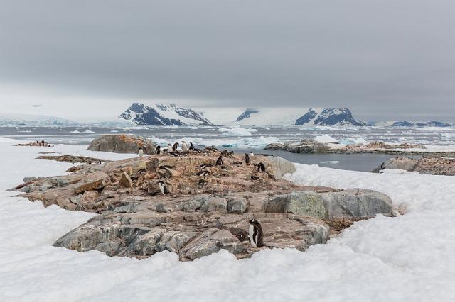 103 Antarctica, Petermann Island, ezelspinguins.jpg